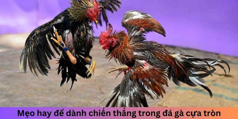 Mẹo hay để dành chiến thắng trong đá gà cựa tròn