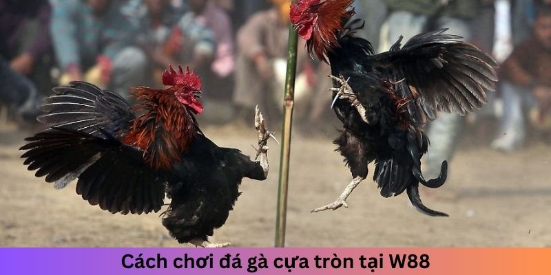 Cách chơi đá gà cựa tròn tại W88