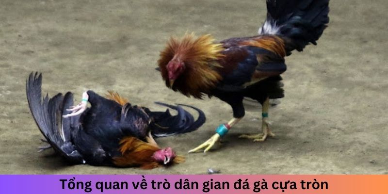 Tổng quan về trò dân gian đá gà cựa tròn