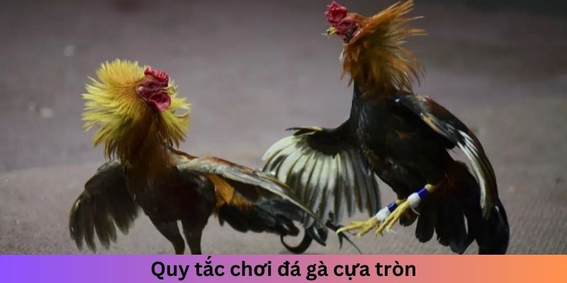 Quy tắc chơi đá gà cựa tròn