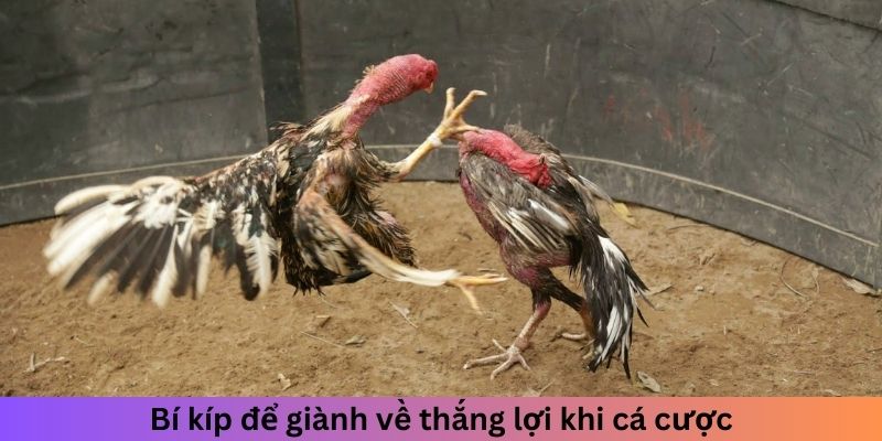 Bí kíp để giành về thắng lợi khi cá cược