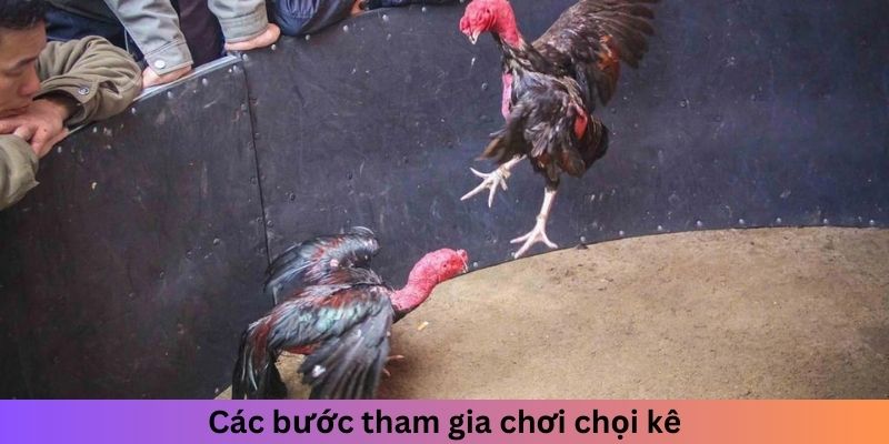 Các bước tham gia chơi chọi kê