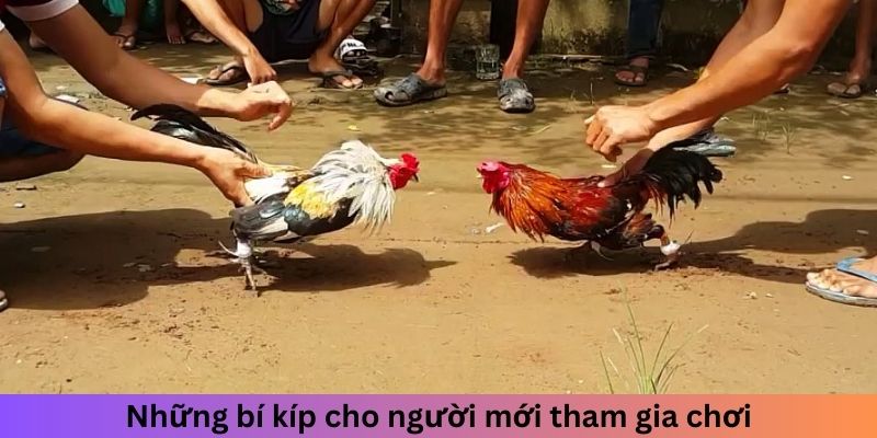 Những bí kíp cho người mới tham gia chơi