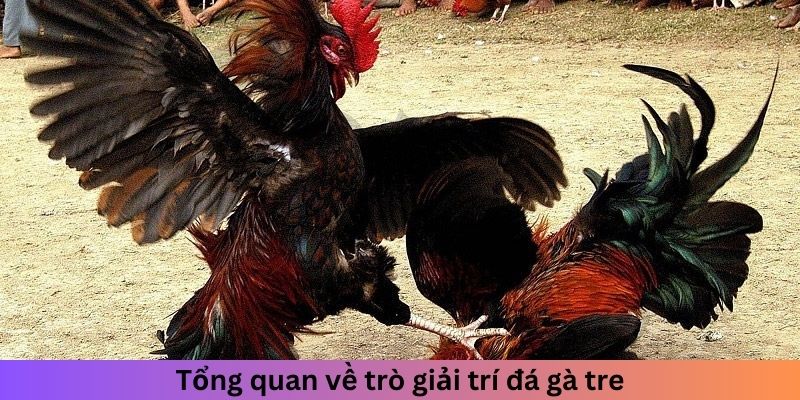 Tổng quan về trò giải trí đá gà tre