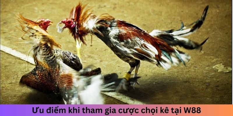 Ưu điểm khi tham gia cược chọi kê tại W88